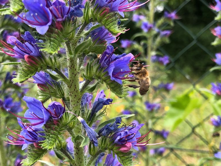 Über die Bienen