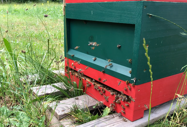 Bienen beim Anflug auf den Stock